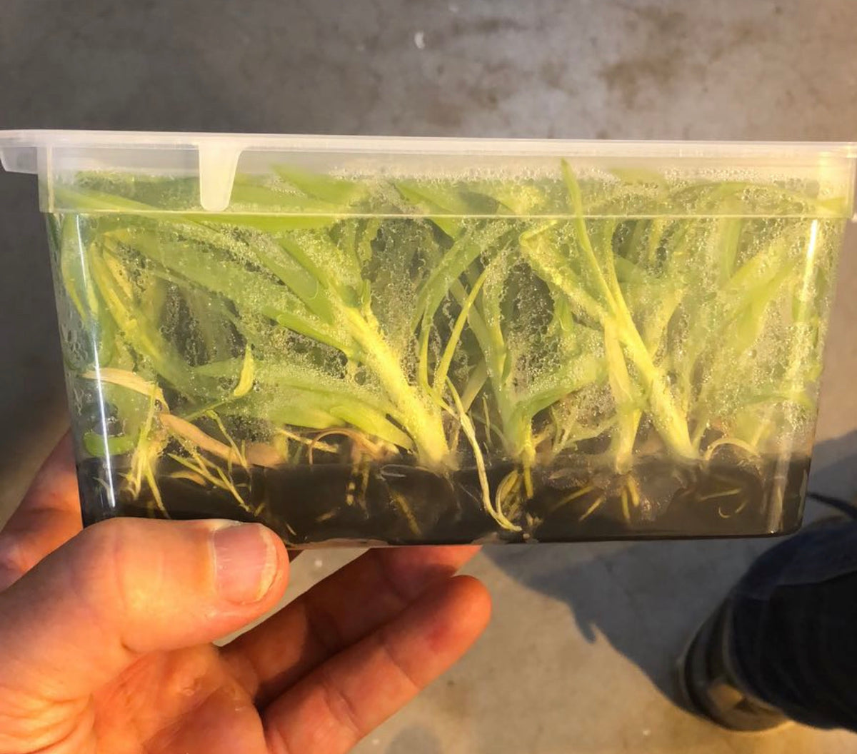 Orchid Flasks Exotic Plant Company