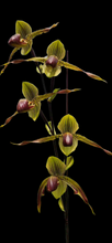 Load image into Gallery viewer, Paphiopedilum XIUYA FLYING SWALLOW (Saint Low x rothschildianum)