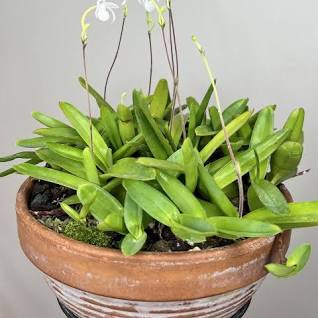 Mexipedium xerophyticum – Exotic Plant Company