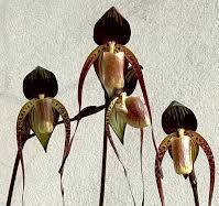 Load image into Gallery viewer, Paphiopedilum anitum (Bear #3 x Bear #8 Dark)