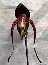 Load image into Gallery viewer, Paphiopedilum anitum (Bear #3 x Bear #8 Dark)