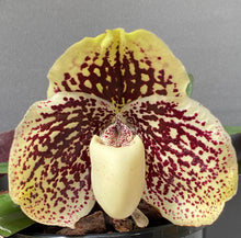 Load image into Gallery viewer, Paphiopedilum godefroyae
