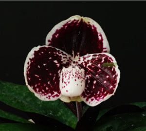Paphiopedilum godefroyae black variety