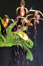 Load image into Gallery viewer, Paphiopedilum sanderianum (sibling crossing)