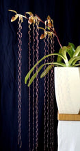 Load image into Gallery viewer, Paphiopedilum sanderianum (sibling crossing)
