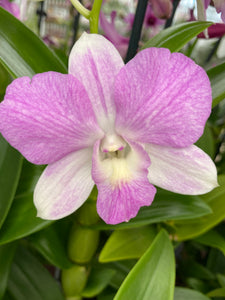 Dendrobium hybrid collection