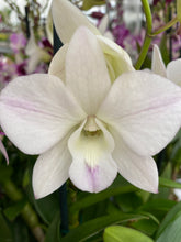 Load image into Gallery viewer, Dendrobium hybrid collection
