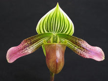 Load image into Gallery viewer, Paphiopedilum urbnaianum