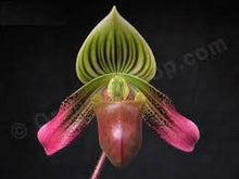Load image into Gallery viewer, Paphiopedilum urbnaianum