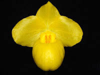 Load image into Gallery viewer, Paphiopedilum armeniacum