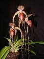 Load image into Gallery viewer, Paphiopedilum (Shin-Yi Sanders x sanderianum)