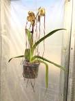 Load image into Gallery viewer, Paphiopedilum (Shin-Yi Sanders x sanderianum)