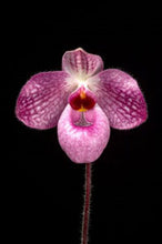 Load image into Gallery viewer, Paphiopedilum CAROLYN BUTCHER (Fanaticum x delenatii)
