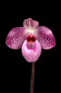 Paphiopedilum CAROLYN BUTCHER (Fanaticum x delenatii)