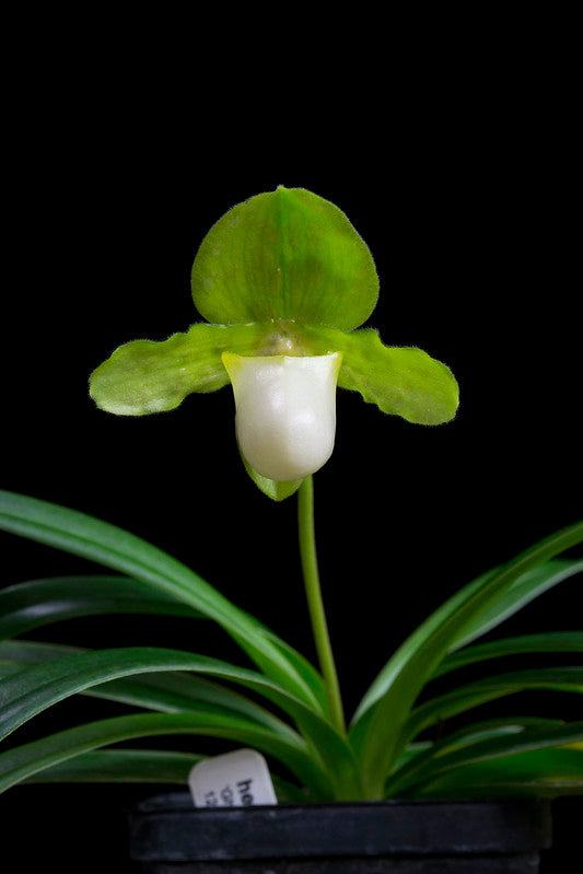 Paphiopedilum DOLL'S KOBOLD ALBUM (charlesworthii album x henryanum album)