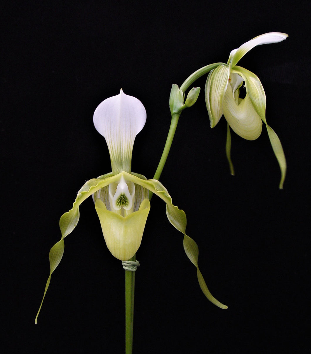 Paphiopedilum dianthum fma album