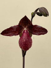 Load image into Gallery viewer, Paphiopedilum KRULL’S LACE (Fanaticum &#39;Red One’ x rothschildianum &#39;Mont Millais&#39;
