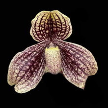 Load image into Gallery viewer, Paphiopedilum myanmariacum (Sibling cross)
