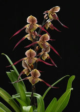 Load image into Gallery viewer, Paphiopedilum XIUYA FLYING SWALLOW (Saint Low x rothschildianum)
