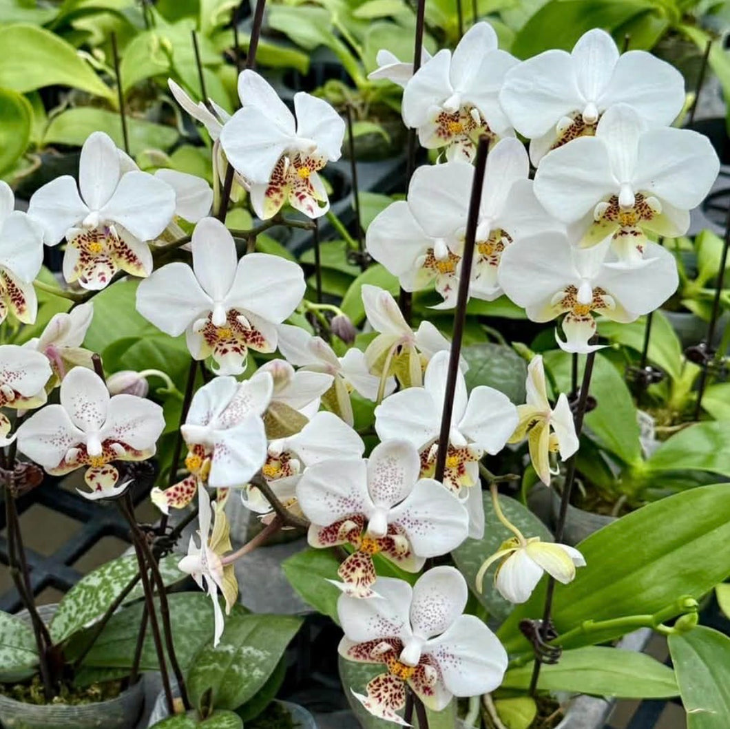 Phalaenopsis stuartiana white form – Exotic Plant Company