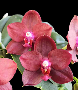 Phalaenopsis SERENGETI SUNSET 'Exotic Red' AM/AOS (LD's Bear King x Kr – Exotic  Plant Company