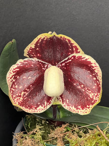 Paphiopedilum leucochilum