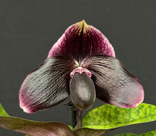 Load image into Gallery viewer, Paphiopedilum (bellatulum x Favorlang Wildfire)
