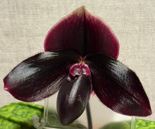 Load image into Gallery viewer, Paphiopedilum (bellatulum x Favorlang Wildfire)
