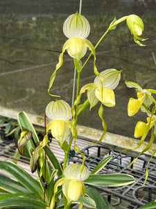 Paphiopedilum stonei fma album