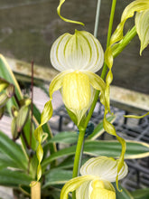 Load image into Gallery viewer, Paphiopedilum stonei fma album
