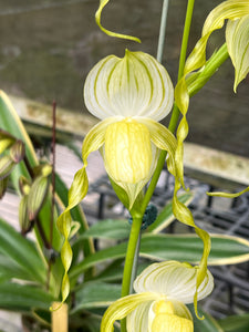 Paphiopedilum stonei fma album