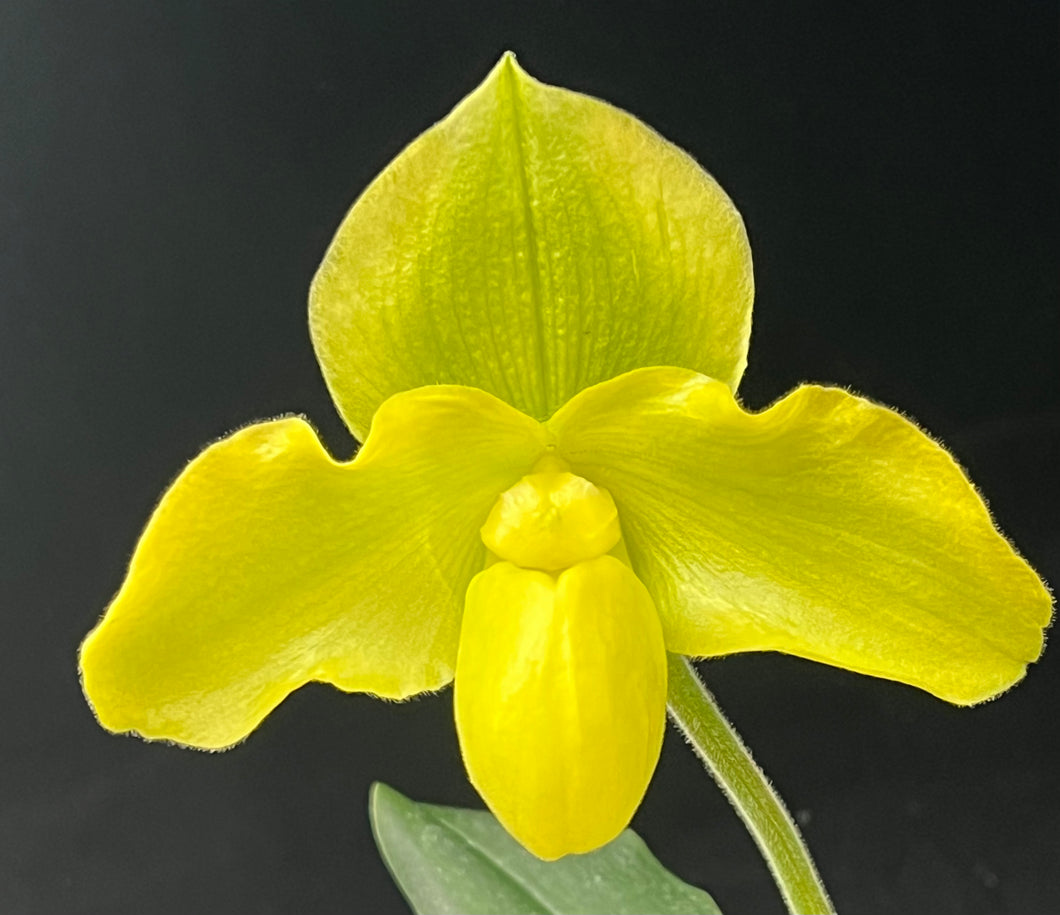 Paphiopedilum FAVORLANG MACRON (Thomas Fourman x Chou-Yi Lippewinder)