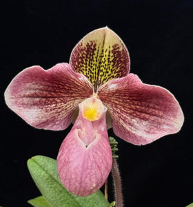 Paphiopedilum LAOTIAN BEAUTY (rungsuryanum x micranthum)