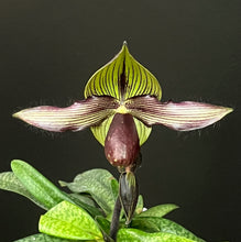 Load image into Gallery viewer, Paphiopedilum PETITE RUNGCHILD  (rothschildianum x rungsuryanum)
