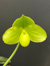 Load image into Gallery viewer, Paphiopedilum FAVORLANG MACRON (Thomas Fourman x Chou-Yi Lippewinder)

