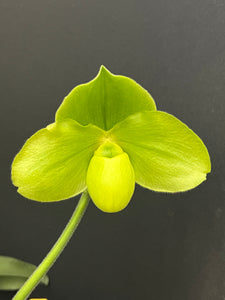 Paphiopedilum FAVORLANG MACRON (Thomas Fourman x Chou-Yi Lippewinder)