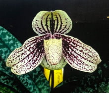 Load image into Gallery viewer, Paphiopedilum myanmariacum (Sibling cross)
