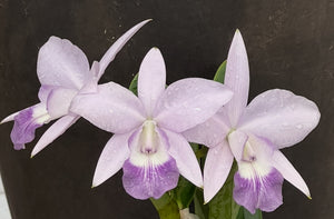 Cattleya LOVE KNOT coerulea ‘Exotic Violet’