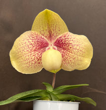 Load image into Gallery viewer, Paphiopedilum NATHANIEL’S KY (hangianum x leucochilum)
