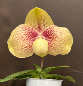 Paphiopedilum NATHANIEL’S KY (hangianum x leucochilum)