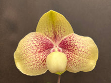 Load image into Gallery viewer, Paphiopedilum NATHANIEL’S KY (hangianum x leucochilum)
