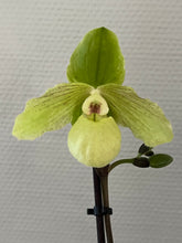 Load image into Gallery viewer, Paphiopedilum ENVY GREEN (malipoense x primulinum)
