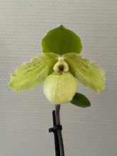 Load image into Gallery viewer, Paphiopedilum ENVY GREEN (malipoense x primulinum)
