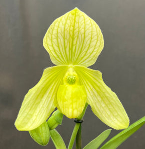 Paphiopedilum CLAIRE MARIE ALBUM (Wellesleyanum album x philippinense fma album)