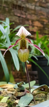 Load image into Gallery viewer, Paphiopedilum canhii
