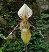 Load image into Gallery viewer, Paphiopedilum canhii
