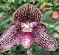 Paphiopedilum HUNG SHENG TABBY (Hung Sheng Wildcat x leucochilum)