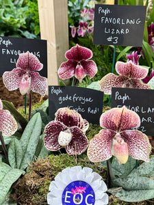 Paphiopedilum FAVORLANG LIZARD