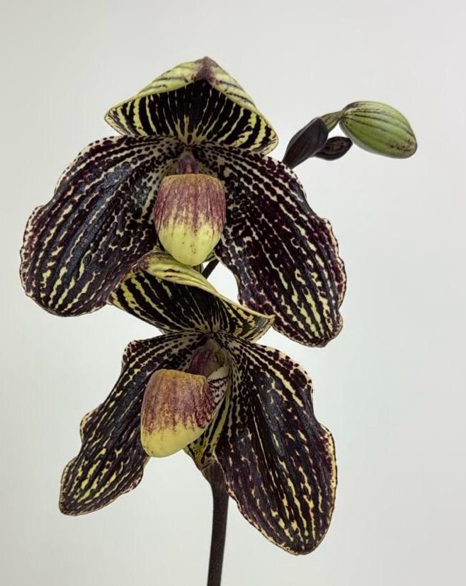 Paphiopedilum DAISY BARCLAY (rothschildianum x leucochilum)