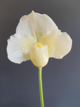 Load image into Gallery viewer, Paphiopedilum FAVORLANG NOBLESSE (micranthum x Knight&#39;s Niveum)
